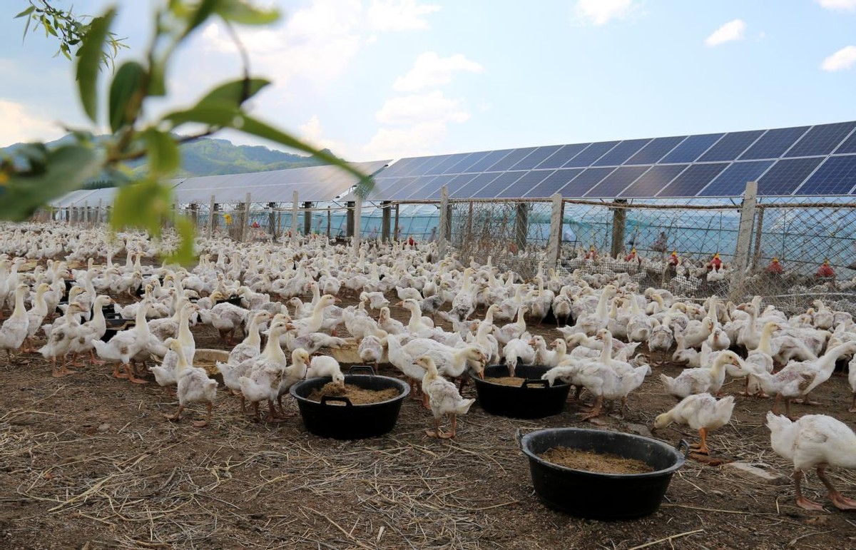 舒兰市：白鹅养殖促振兴 致富路上向天歌