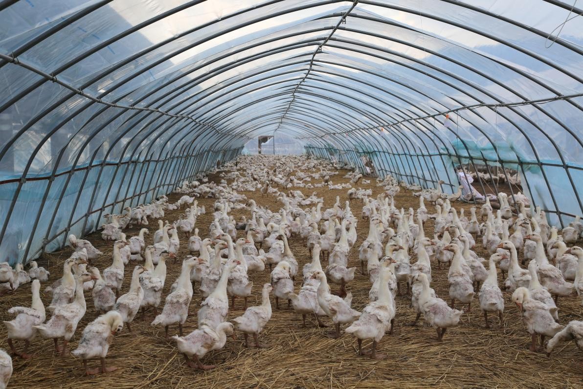 舒兰市：白鹅养殖促振兴 致富路上向天歌