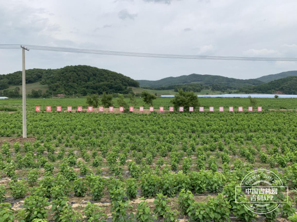 民主村植桑养蚕扶贫田