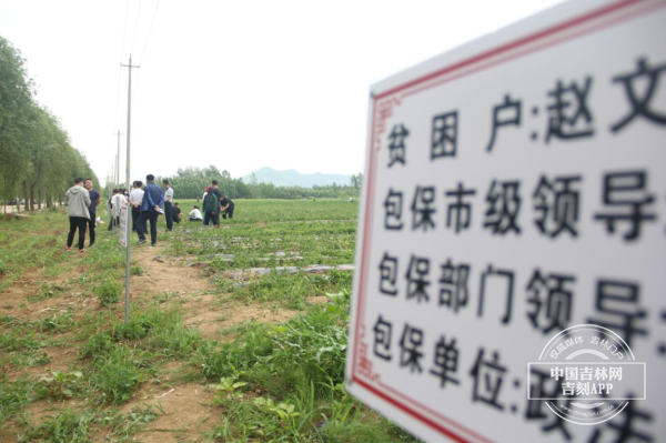 民主村植桑养蚕扶贫田