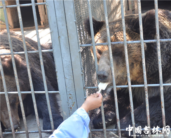 熊不但在樹蔭下,還享受著飼養員送來的冰棍